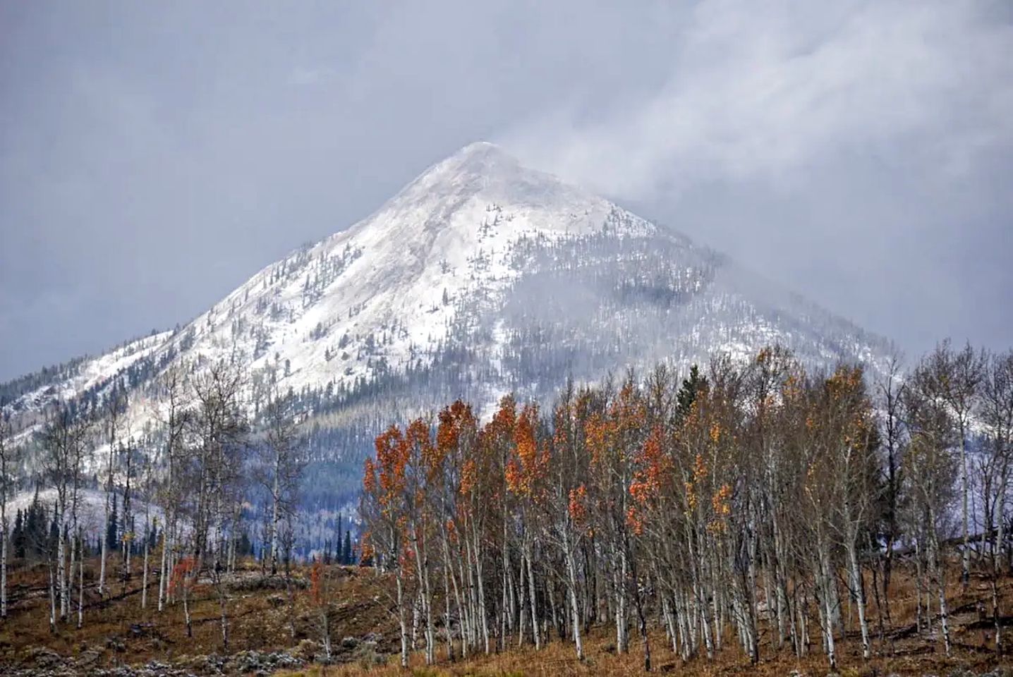 Room in a Pet-Friendly Cabin Rental Perfect for Glamping in Colorado