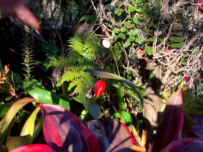 Cottages (Volcano, Hawaii, United States)