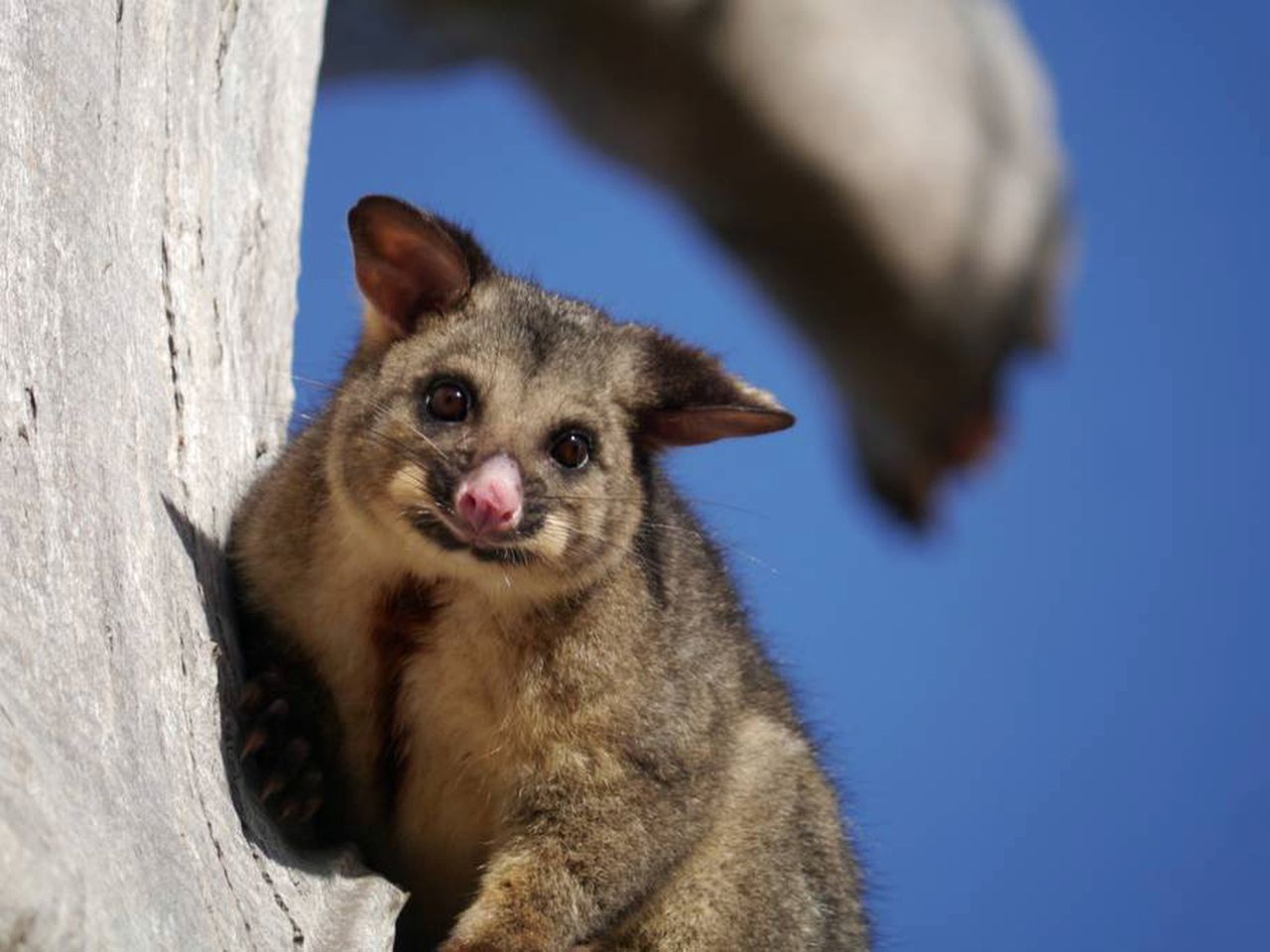 Superb Farm Stay Holiday in the Stunning Region of Derwent Valley, Tasmania
