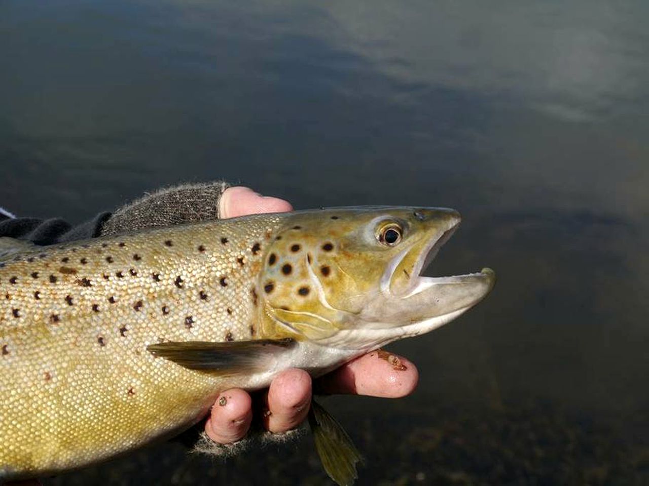 Superb Farm Stay Holiday in the Stunning Region of Derwent Valley, Tasmania