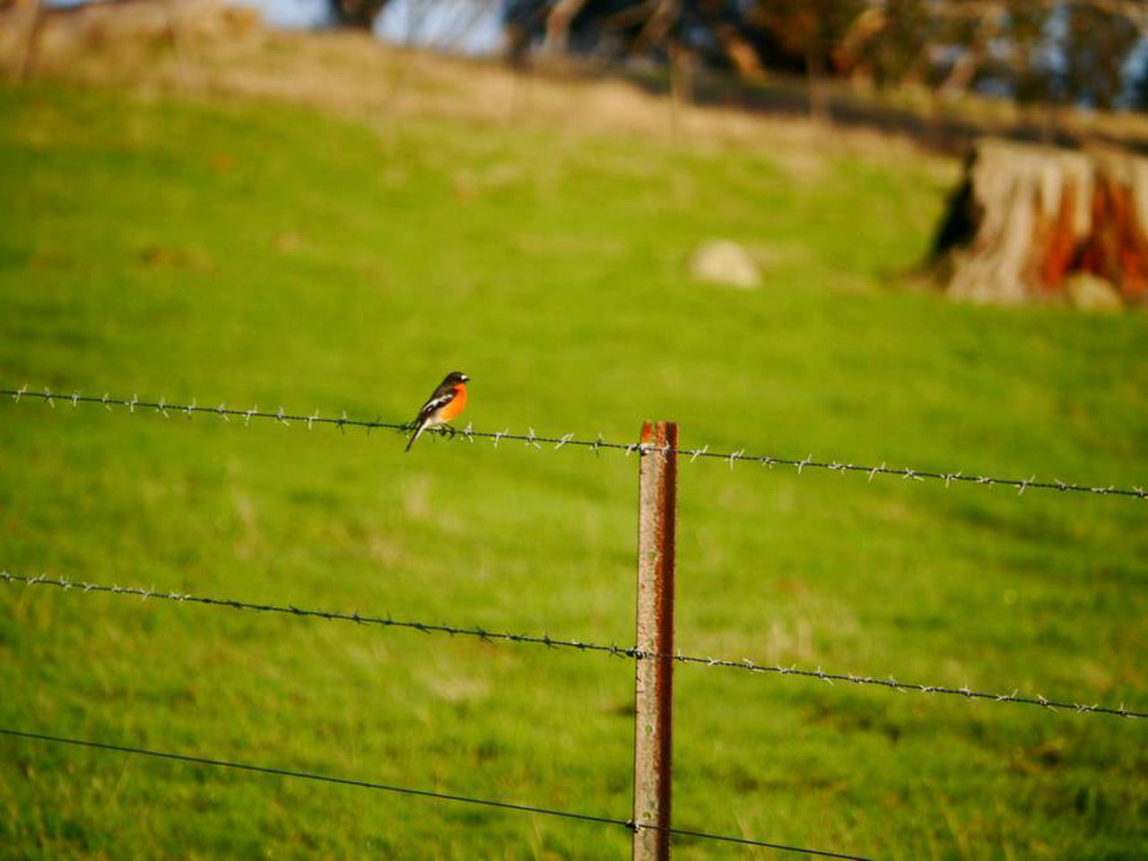 Superb Farm Stay Holiday in the Stunning Region of Derwent Valley, Tasmania