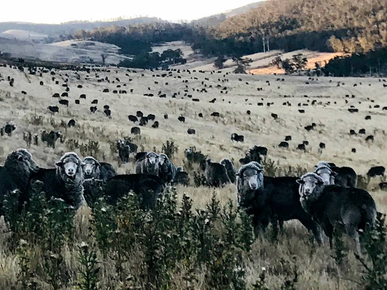 Superb Farm Stay Holiday in the Stunning Region of Derwent Valley, Tasmania