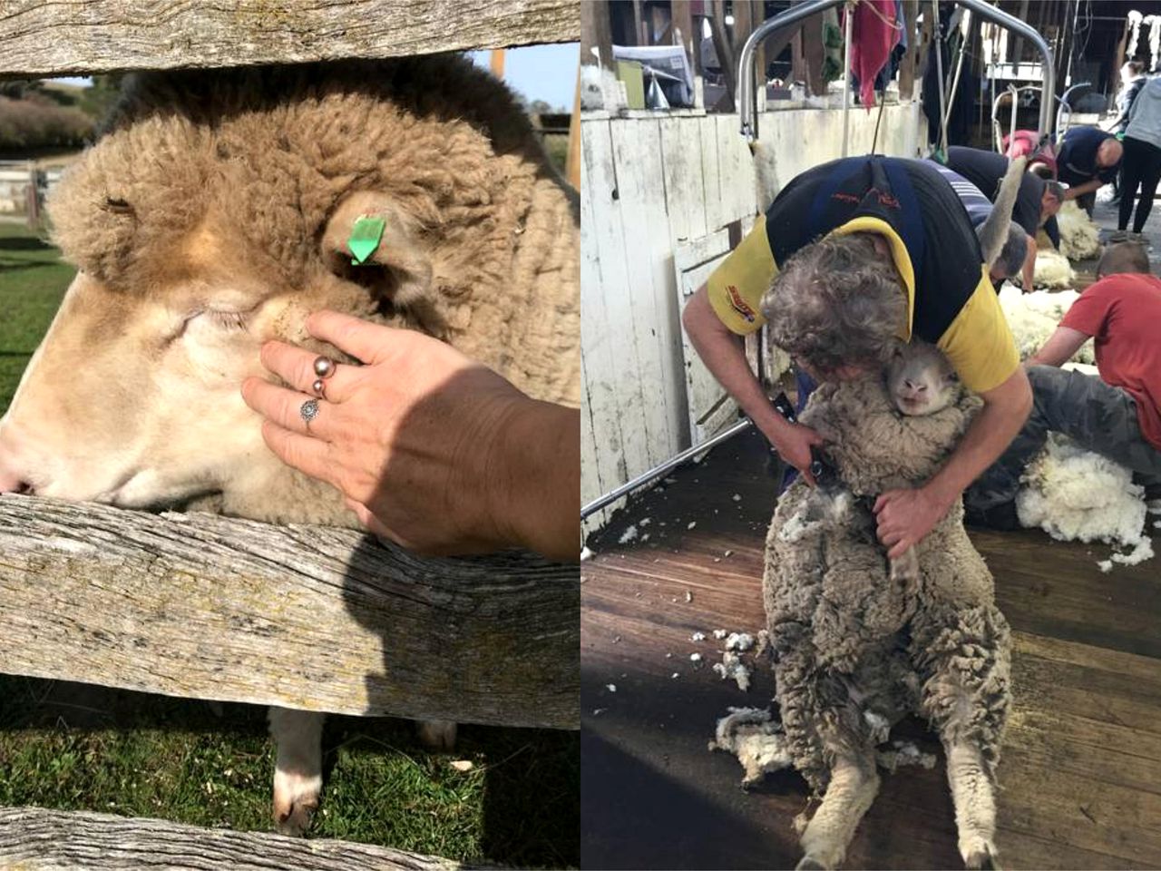 Superb Farm Stay Holiday in the Stunning Region of Derwent Valley, Tasmania