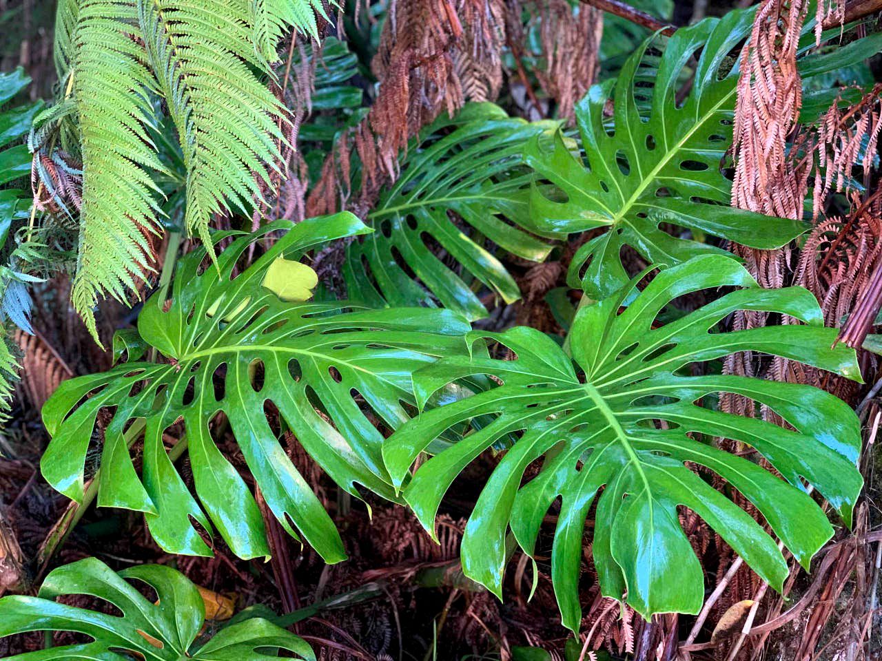 Rustic Volcano Cabin Perfect for a Big Island Getaway
