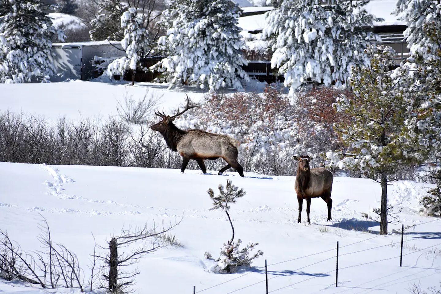 Amazing Rocky Mountain Cabin for a Beautiful Colorado Escape