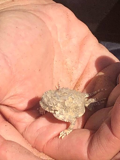 Yurts (United States of America, Twentynine Palms, California)