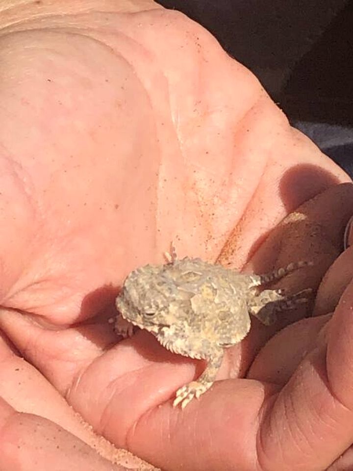Picturesque Yurt Fantastic for Stargazing near Joshua Tree National Park, California