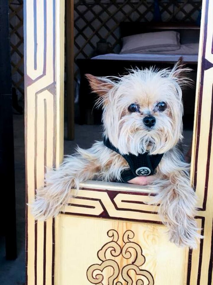 Picturesque Yurt Fantastic for Stargazing near Joshua Tree National Park, California