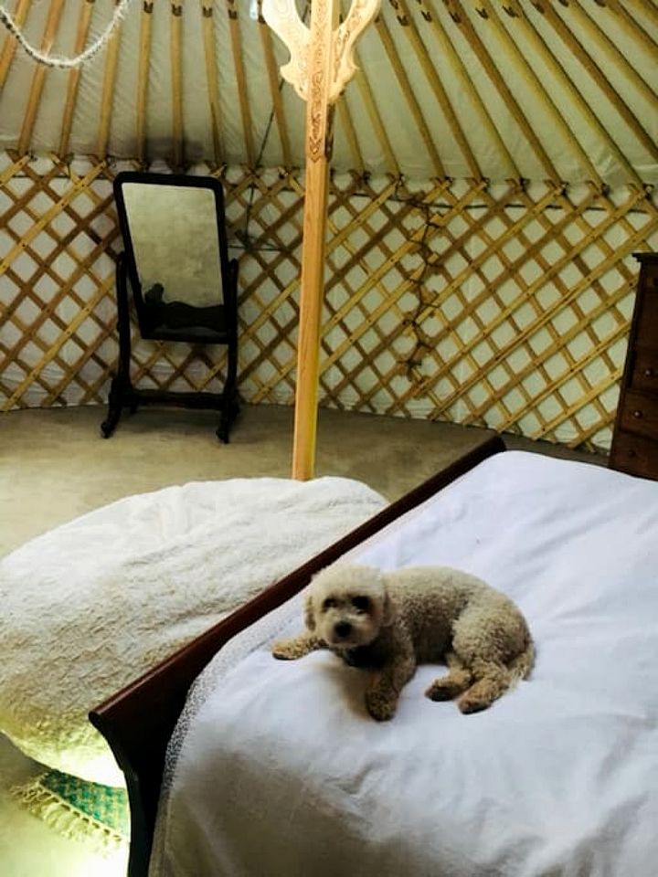 Cozy Yurt Ideal for Stargazing near Joshua Tree National Park, California