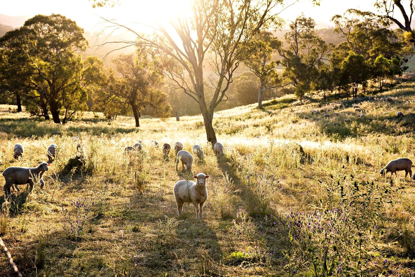 Tranquil New South Wales Getaway with Great Views