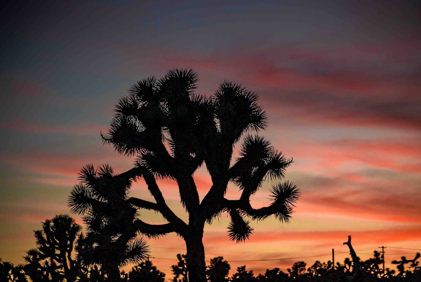 Luxury Dome Rental Under the Stars for Joshua Tree Glamping