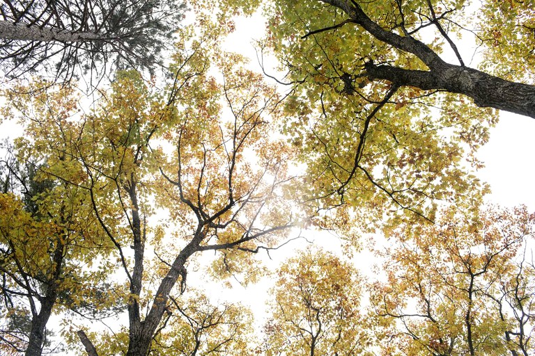 Cabins (Minocqua, Wisconsin, United States of America)