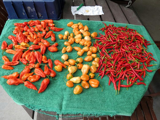 Cabins (Paengaroa, North Island, New Zealand)