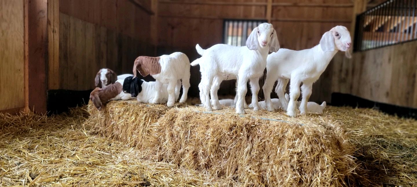 Boutique Glamping Retreat with Elevated Views and Serenity in Sandpoint, Idaho