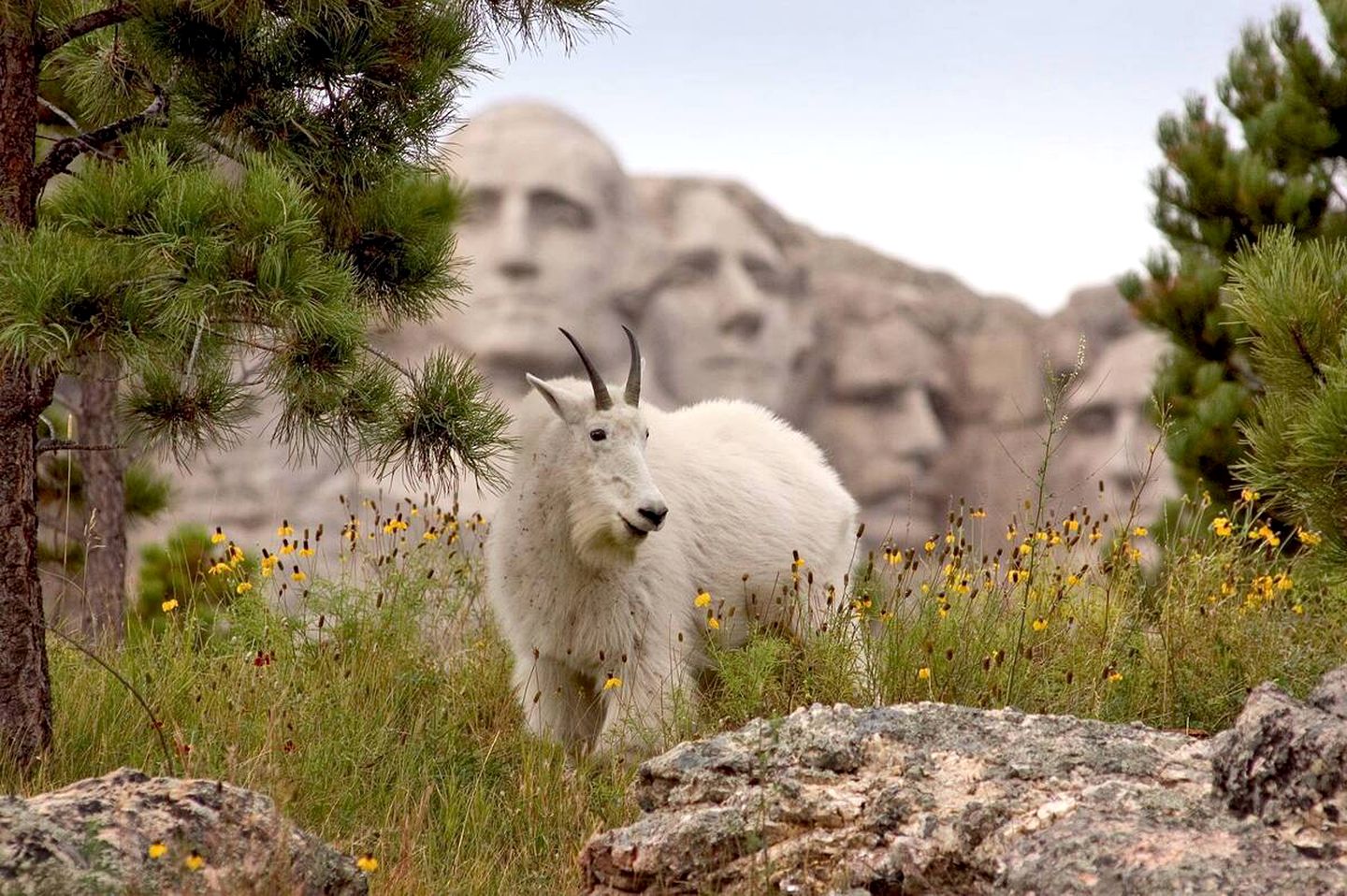 Charming Black Hills Vacation Rental for a South Dakota Getaway