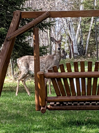 Cabins (Tower, Minnesota, United States of America)
