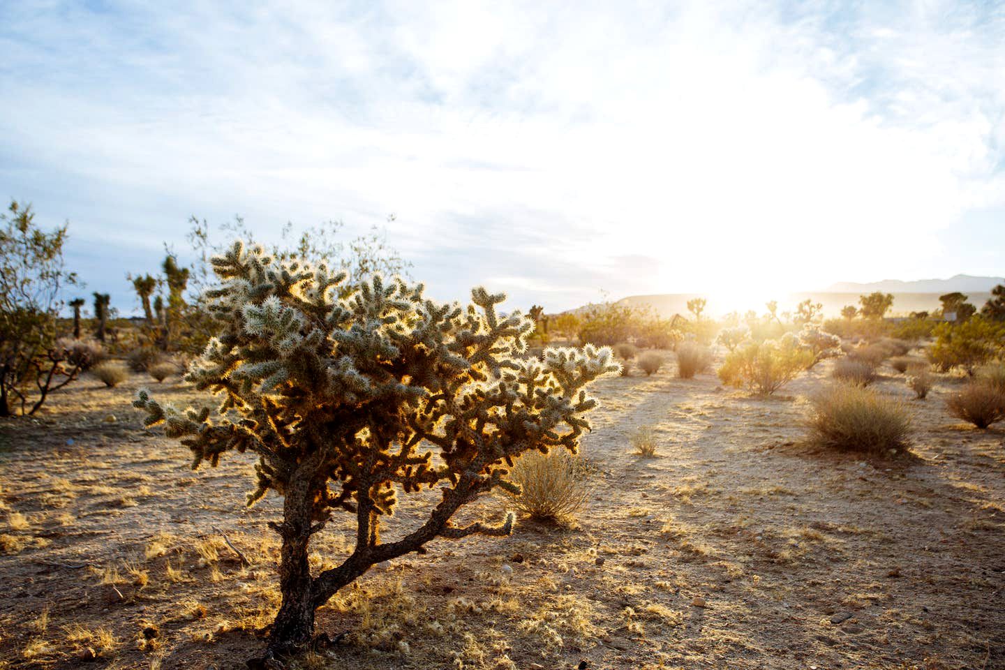 Magical Cottage Rental with a Cowboy Pool and Vintage Airstream for Glamping in California