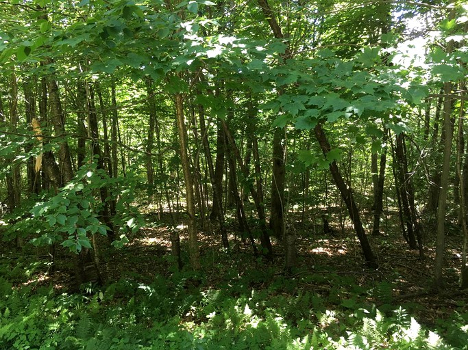 Cabins (Wilmington, Vermont, United States)