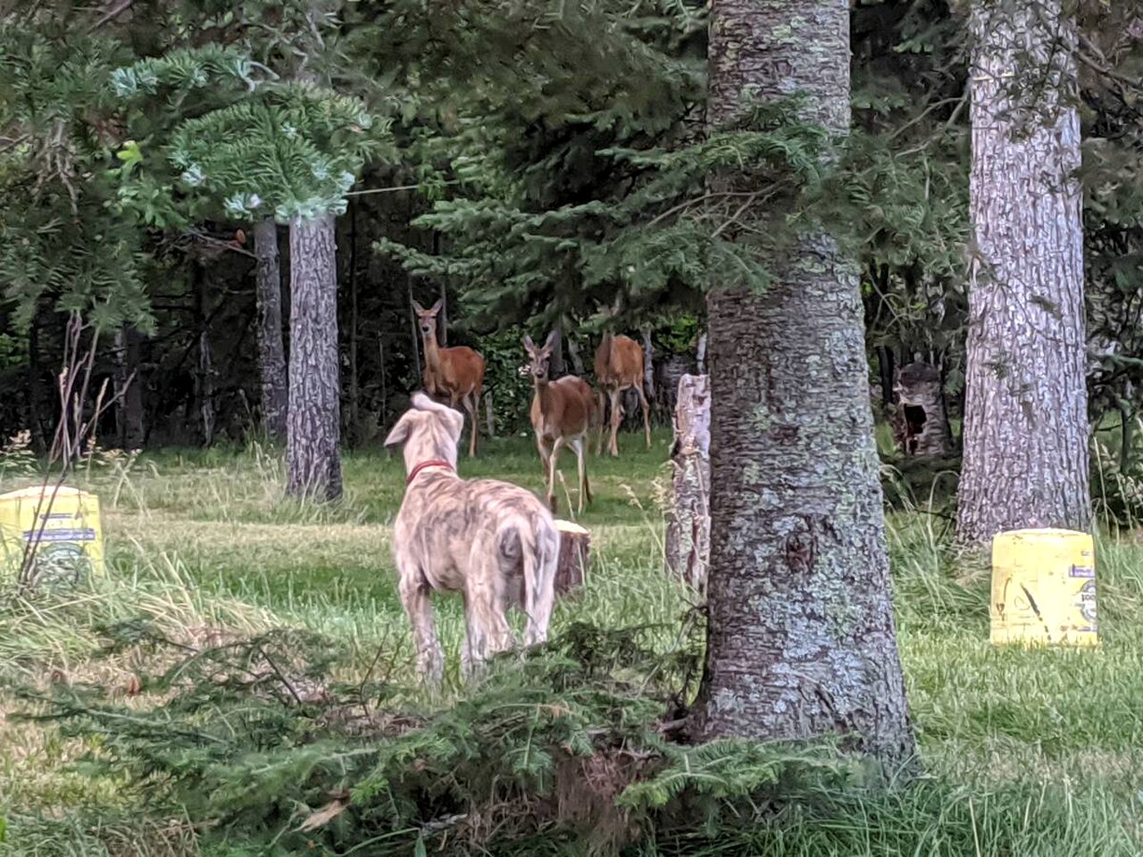Secluded Minnesota Cabin Rental on a Private Island