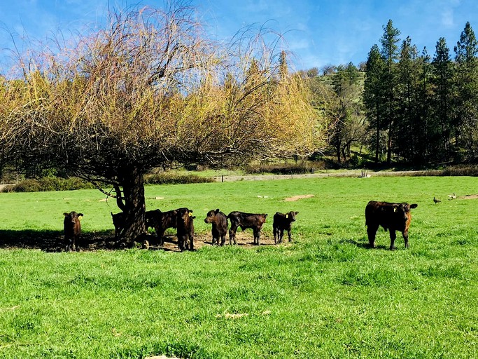 Barns (Jacksonville, Oregon, United States of America)