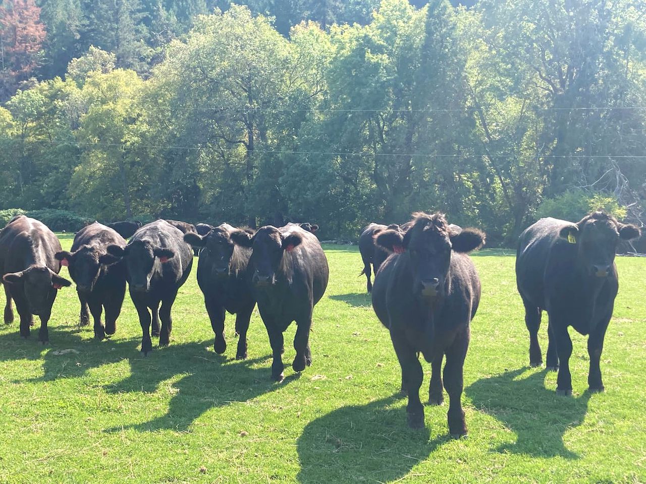 Secluded Farm Stay for a Perfect Oregon Glamping Experience