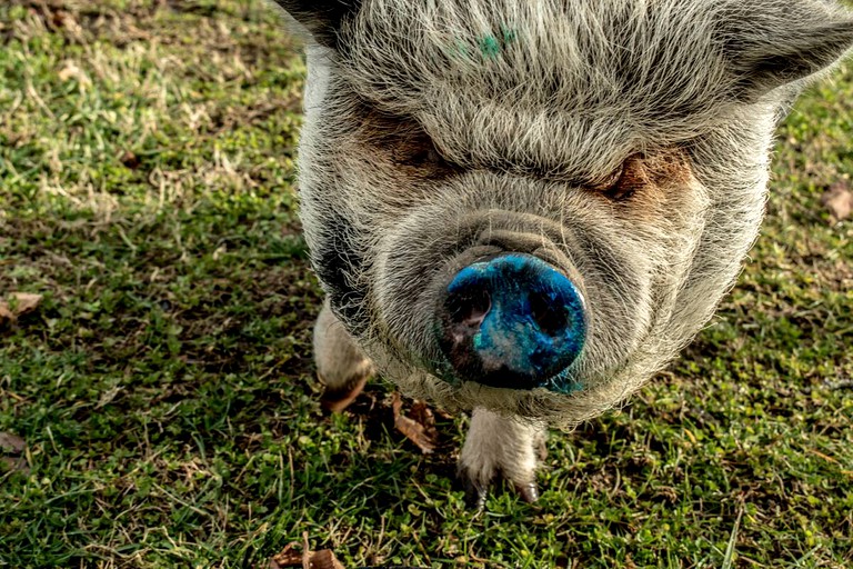 Designer Rentals (Grandview, Tennessee, United States of America)