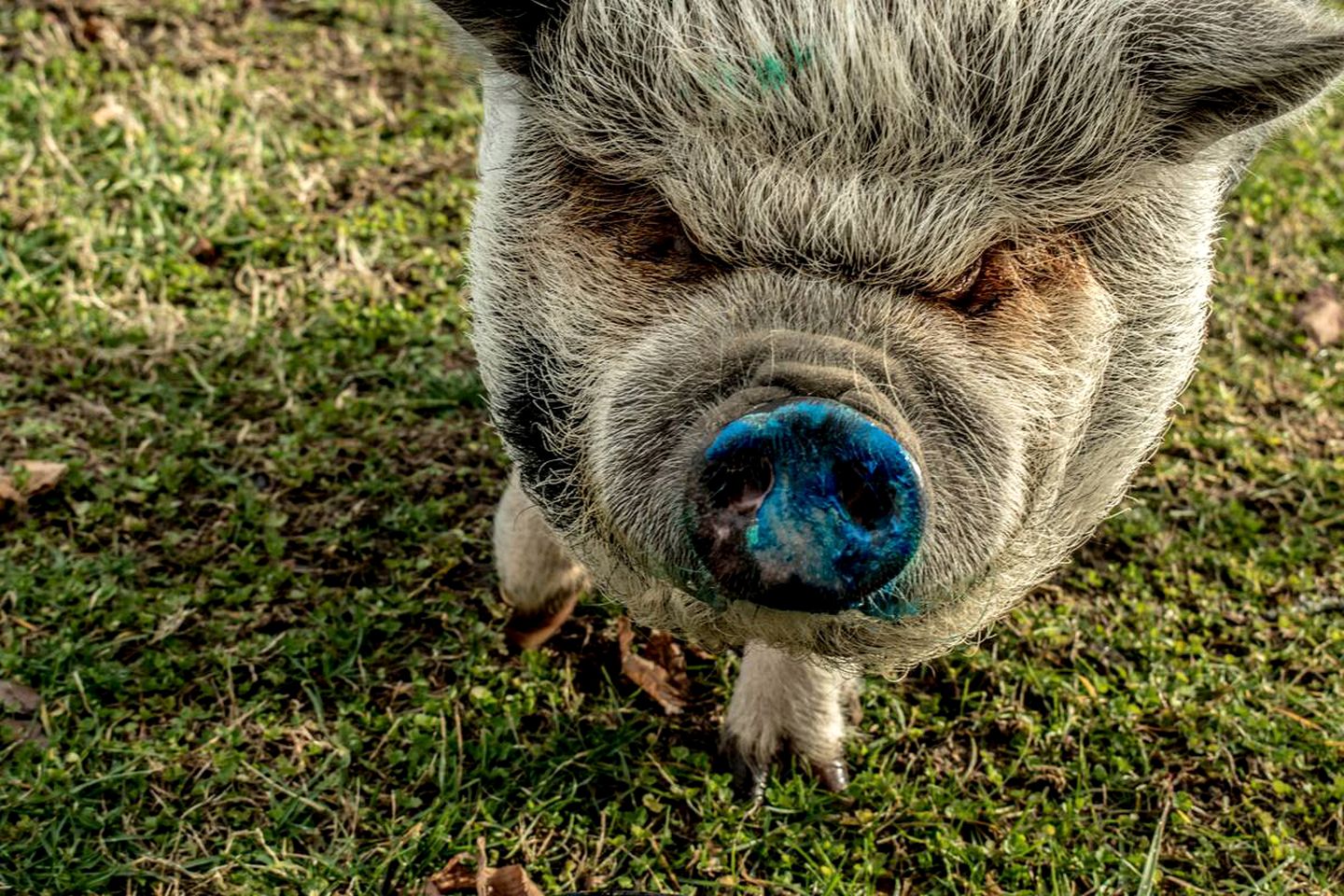 Eccentric Converted Bus, Perfect for a Tennessee Vacation