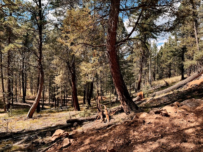 Cabins (Florissant, Colorado, United States of America)