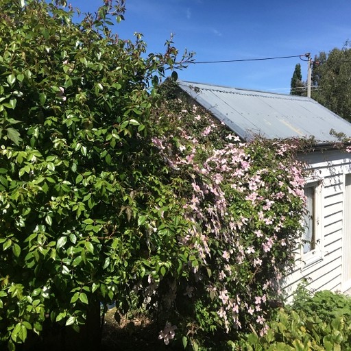 Dreamy Country Cottage Rental in the Maniototo Plains of Central Otago, New Zealand | Cottages (Waipiata, South Island, New Zealand)