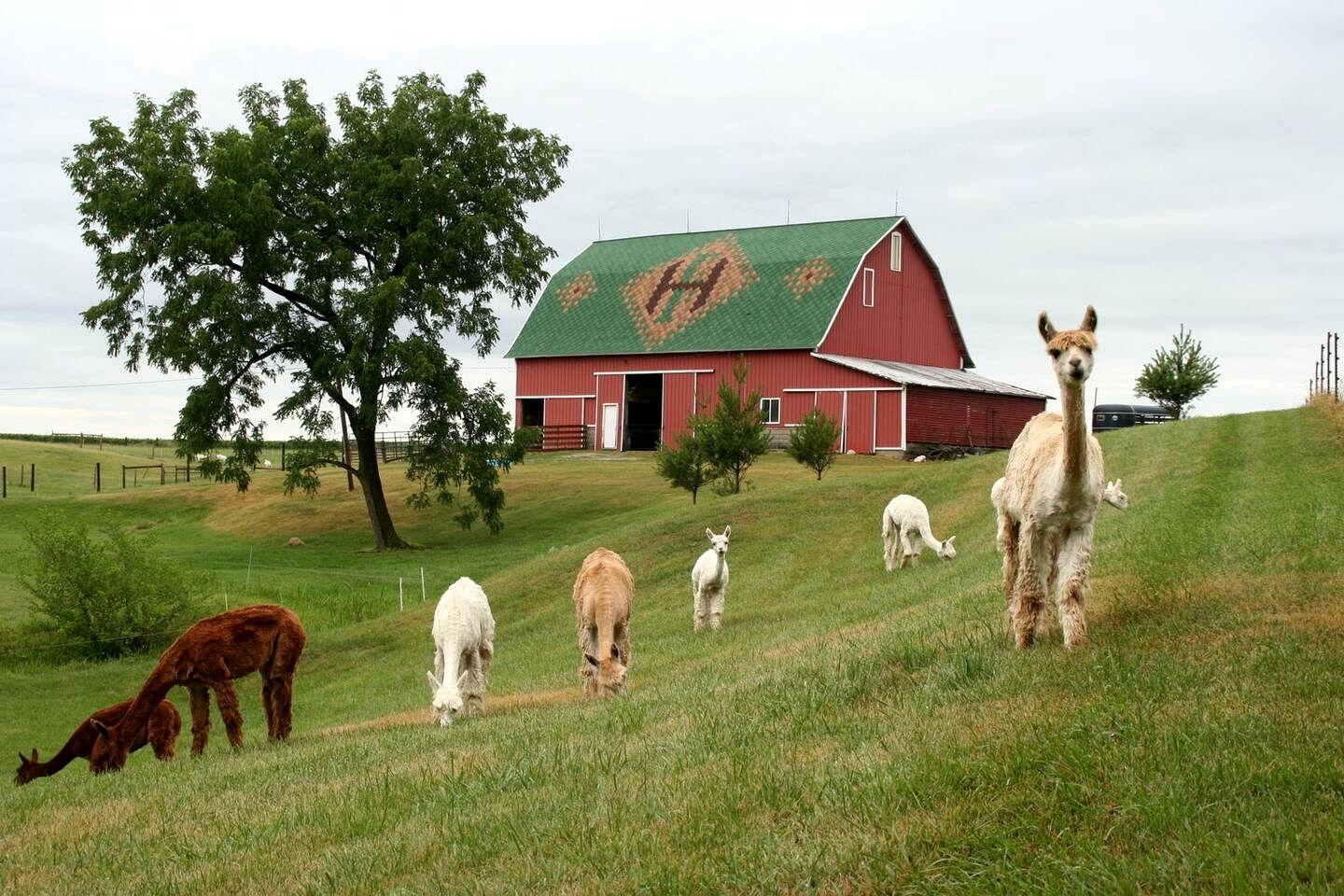 Enchanting Vacation Rental on Working Alpaca Farm near Kokomo, Indiana