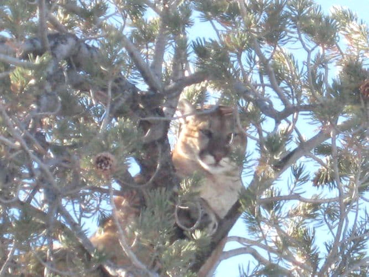 Cozy Accommodation with Breakfast Included in Meeteetse, Wyoming