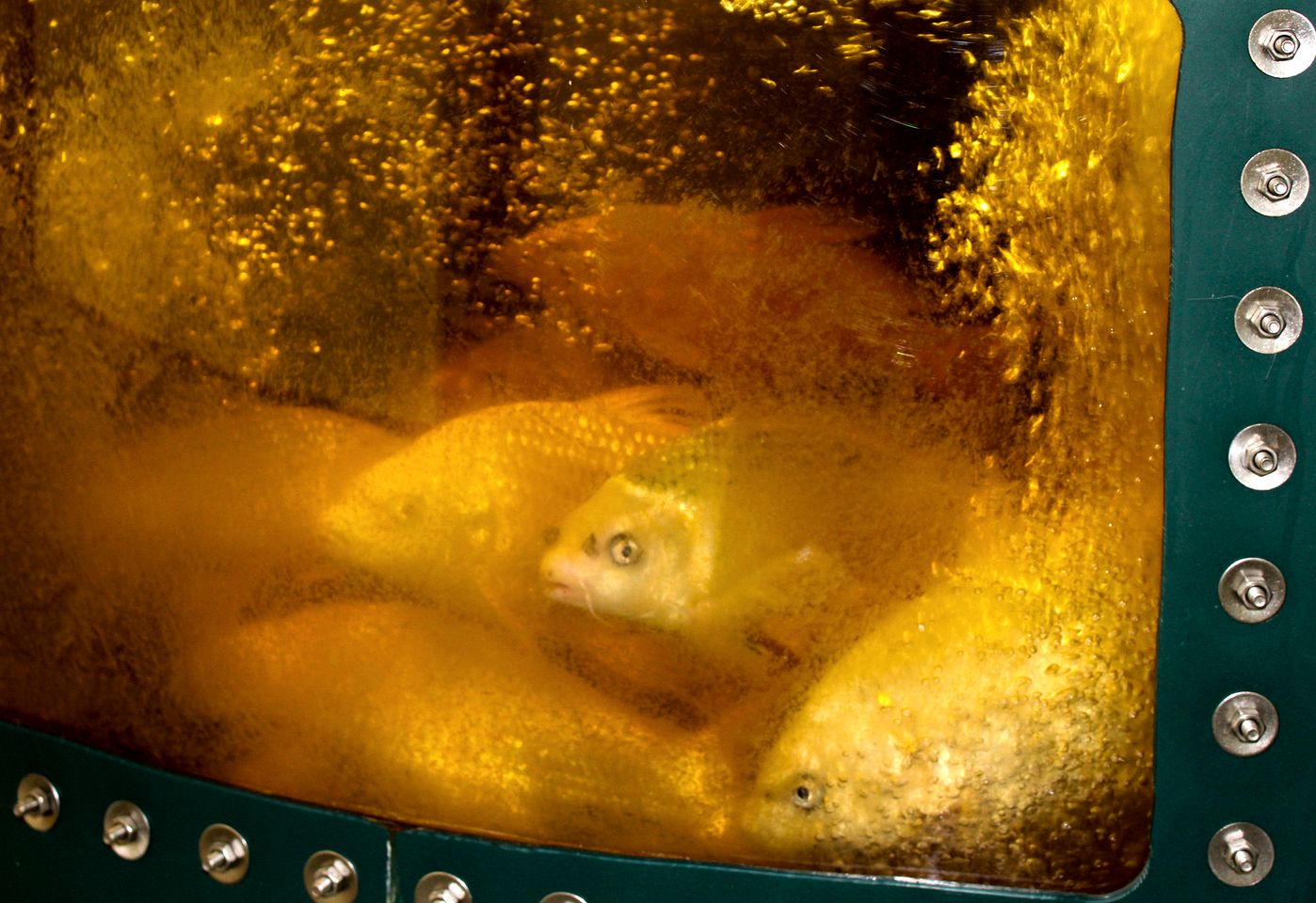 Peaceful Glamping Retreat with Mountain Views & Starry Nights in Sandpoint, Idaho