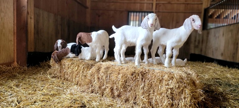 Bell Tents (United States of America, Sandpoint, Idaho)