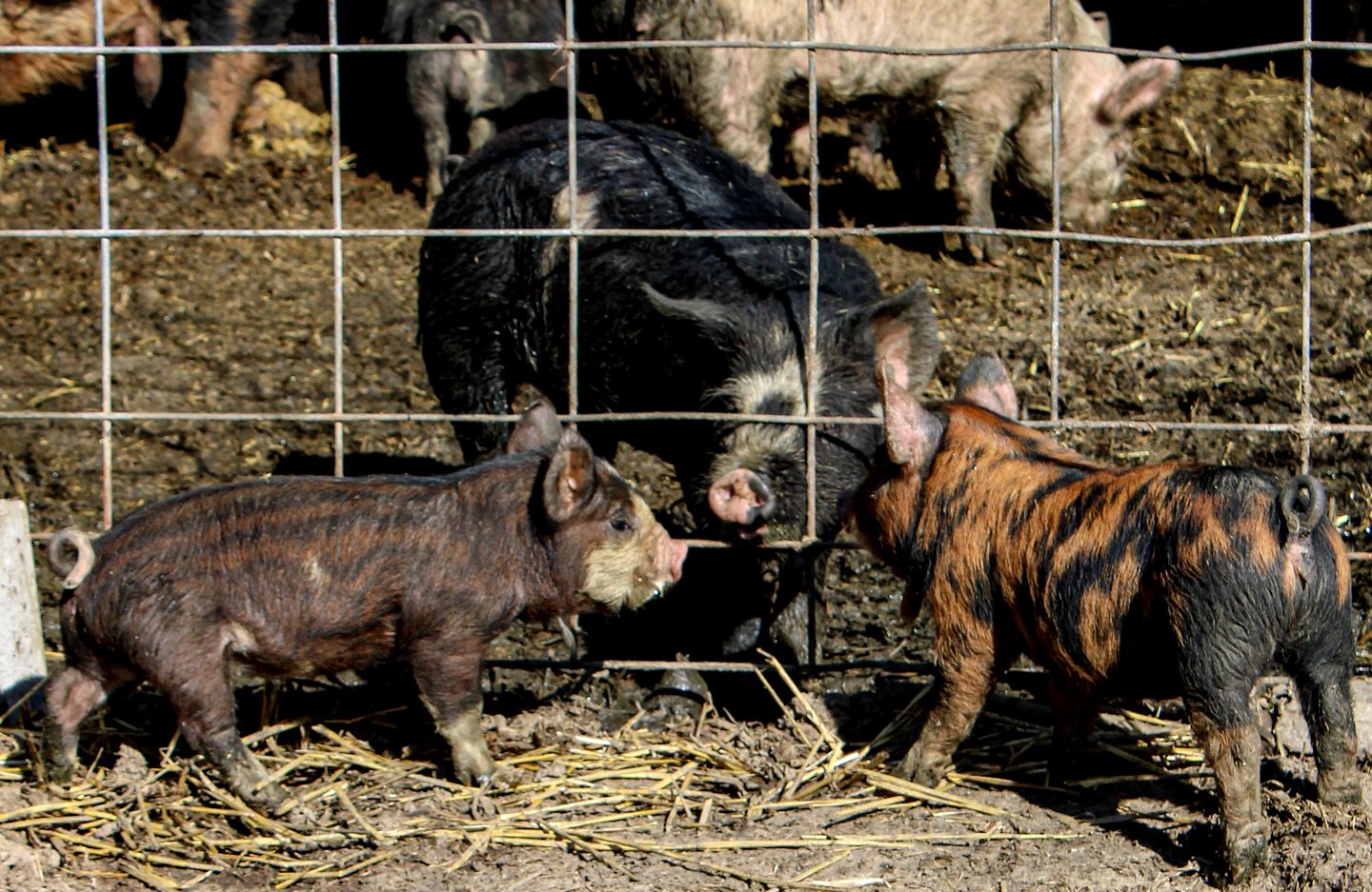 Peaceful Glamping Retreat with Mountain Views & Starry Nights in Sandpoint, Idaho