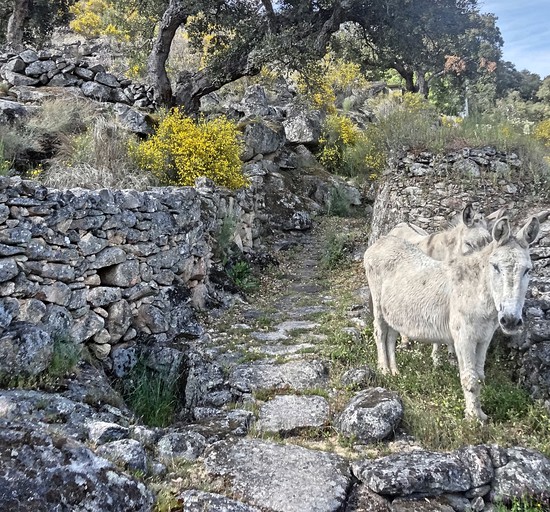 Cottages (Marvão, Portalegre District, Portugal)