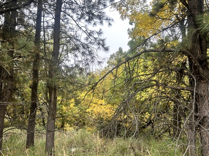 Cabins (United States of America, Sturgis, South Dakota)