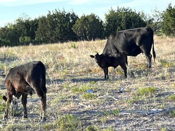 Amazing Glamping Getaway under the Stars: Luxurious Dome Rental in Lampasas, Texas | Domes (Lampasas, Texas, United States of America)