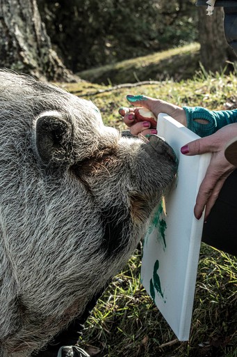 Designer Rentals (Grandview, Tennessee, United States of America)