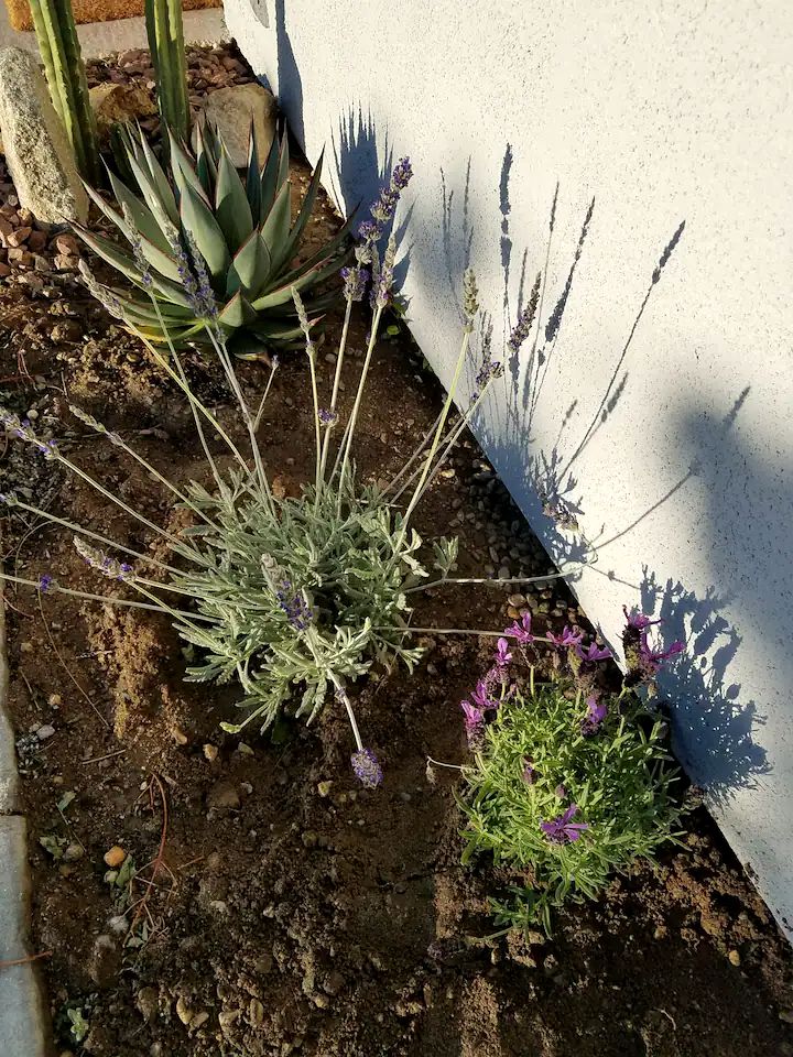 The Joshua Tree Desert Duo in California