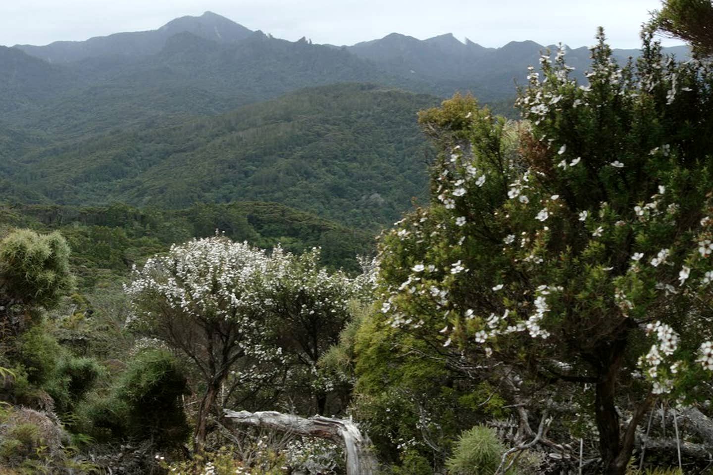 Clifftop Great Barrier Island Accommodation for a Secluded Getaway