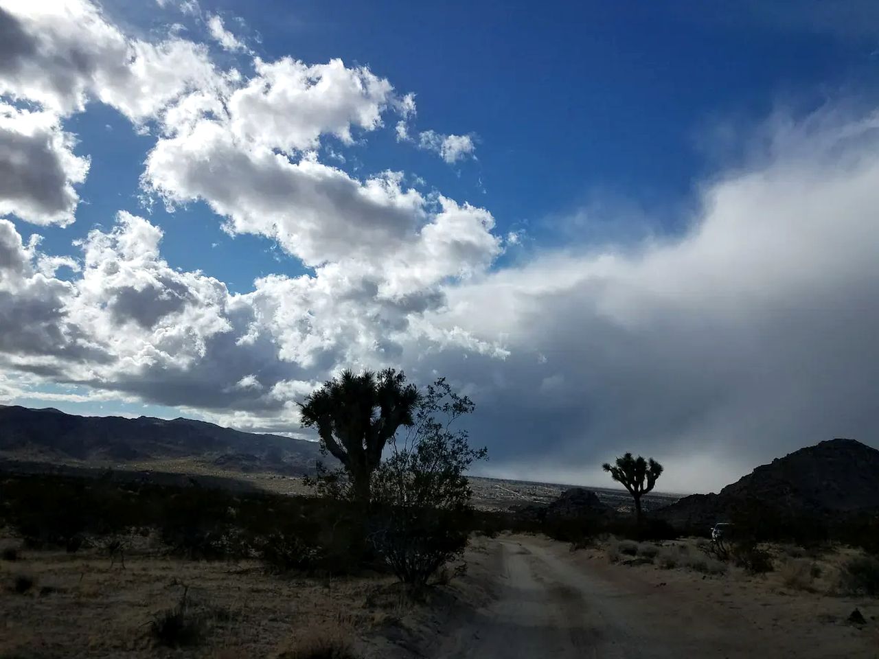 The Joshua Tree Desert Duo in California
