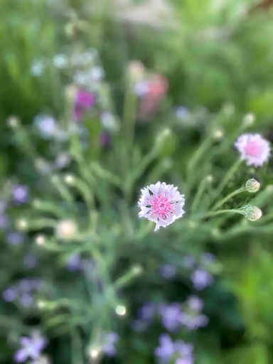Tiny Houses (Hildale, Utah, United States of America)