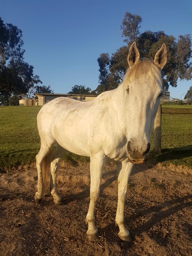 Tiny Houses (Australia, Dixons Creek, Victoria)