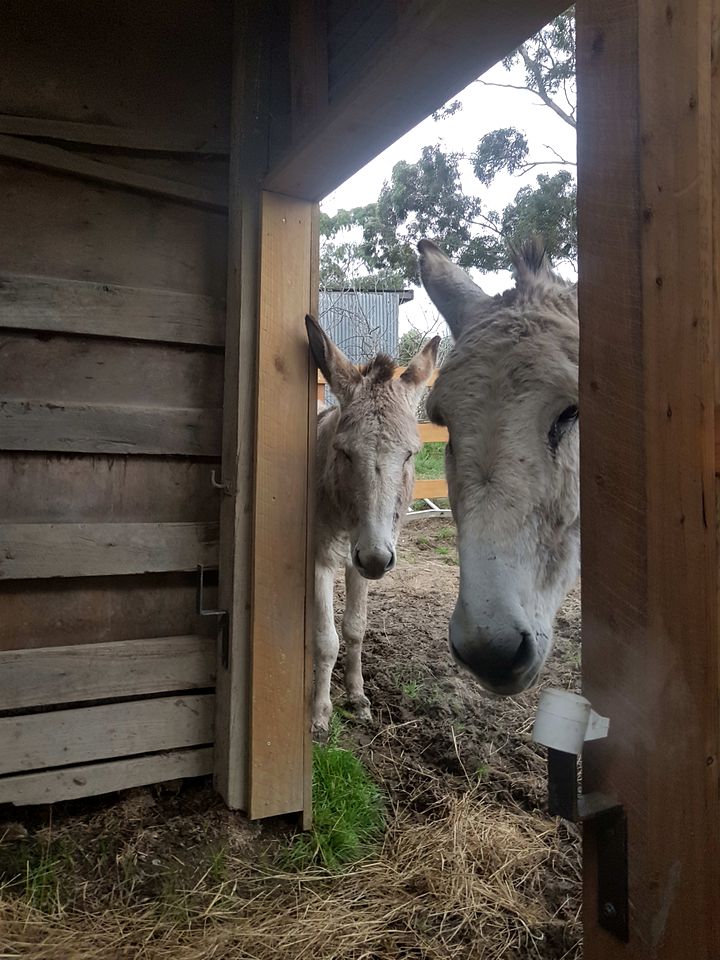 Yarra Valley Accommodation Ideal for Victoria Glamping