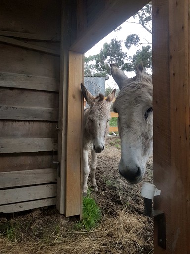Tiny Houses (Australia, Dixons Creek, Victoria)