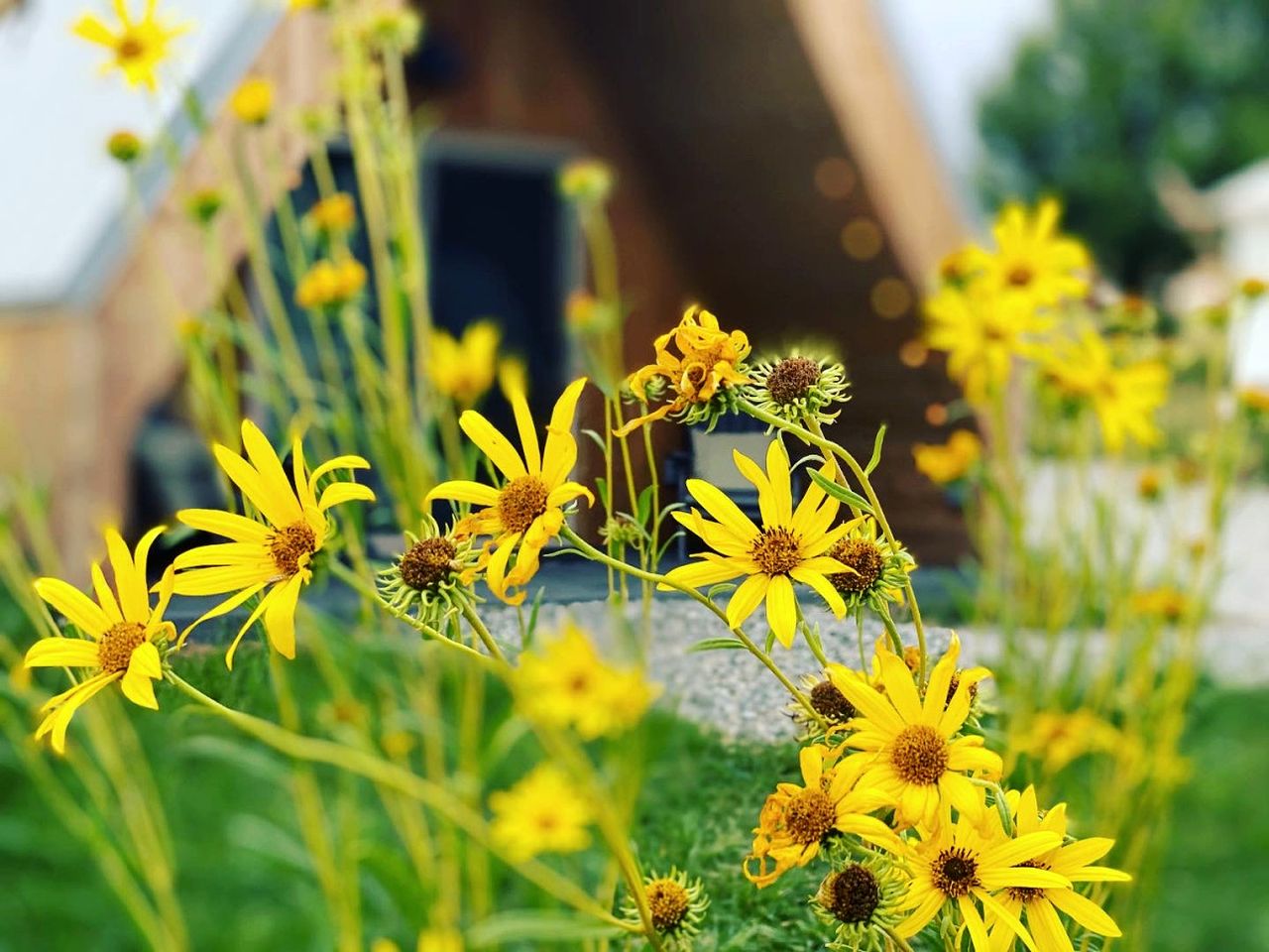 Cute A-Frame Cabin for an Amazing Couples Getaway near Yellowstone National Park in Emigrant, Montana