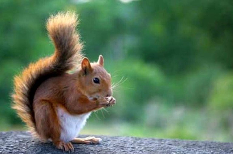 Vacation Rentals (Dawsonville, Georgia, United States)