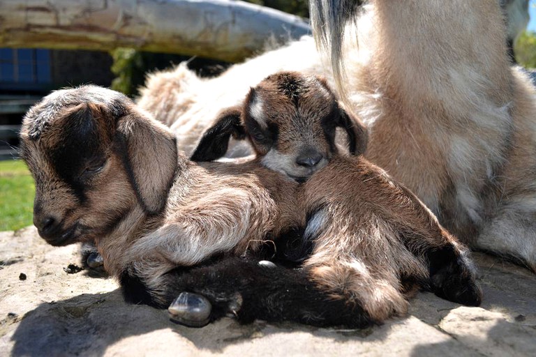 Cottages (Mansfield, Victoria, Australia)