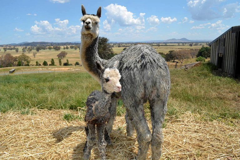 Cottages (Mansfield, Victoria, Australia)