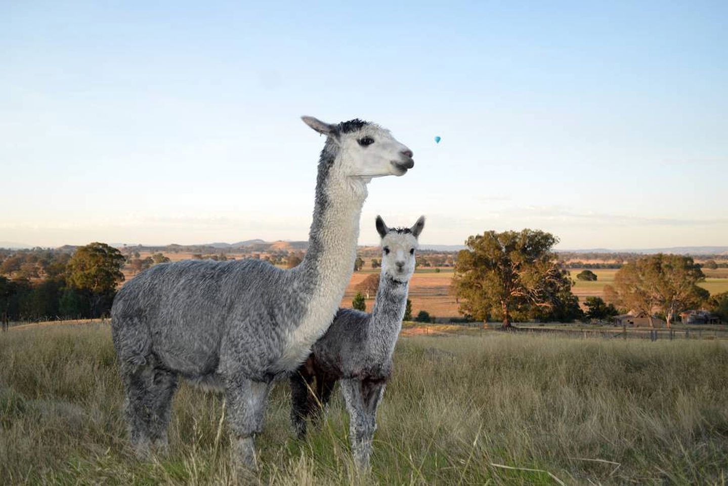Charming Countryside Cottage Rental in Mansfield Mount Buller, Australia
